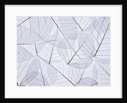 Skeleton leaves by Assaf Frank